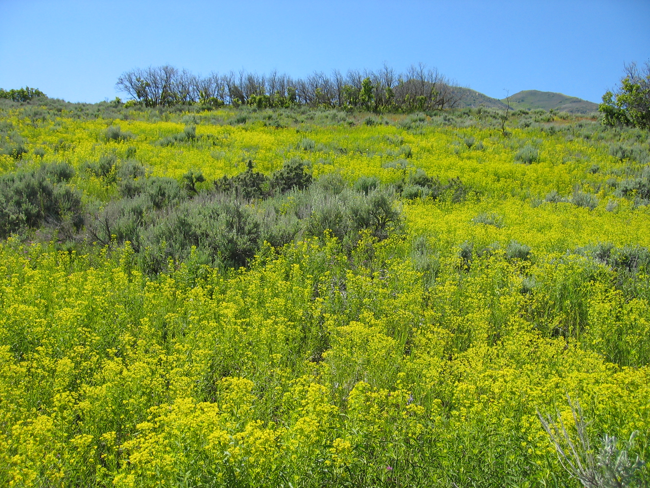 Montana Noxious Weed Control Act: A Guide for Landowners