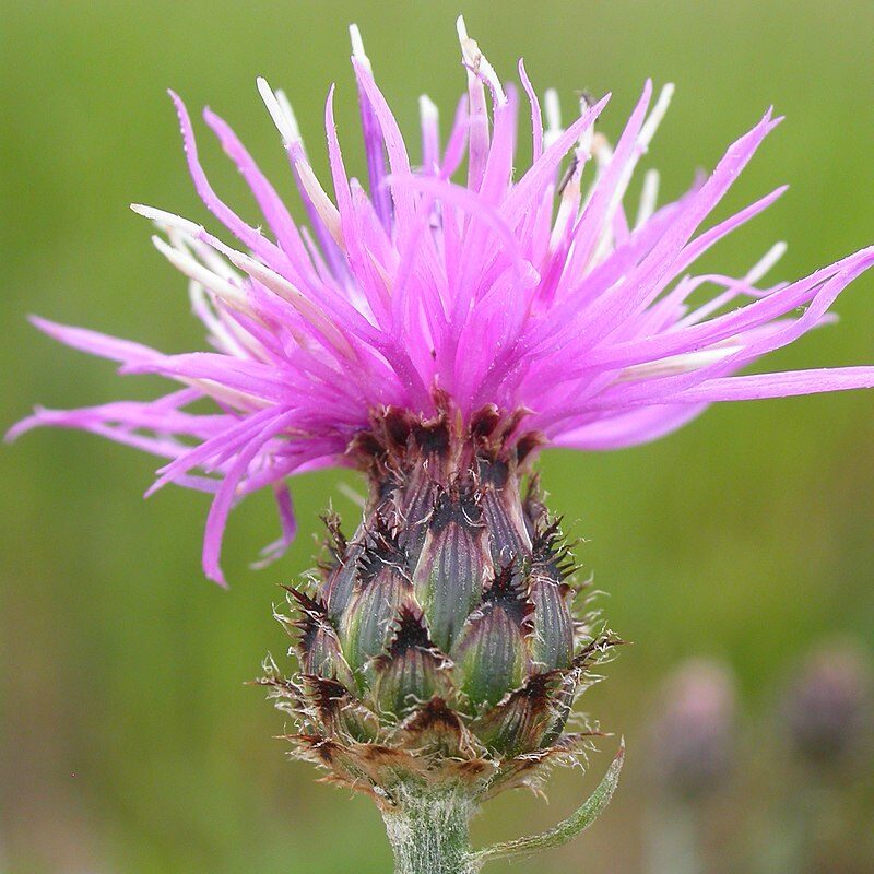 Pasture Problems: The Sneaky Impact of Noxious Weeds